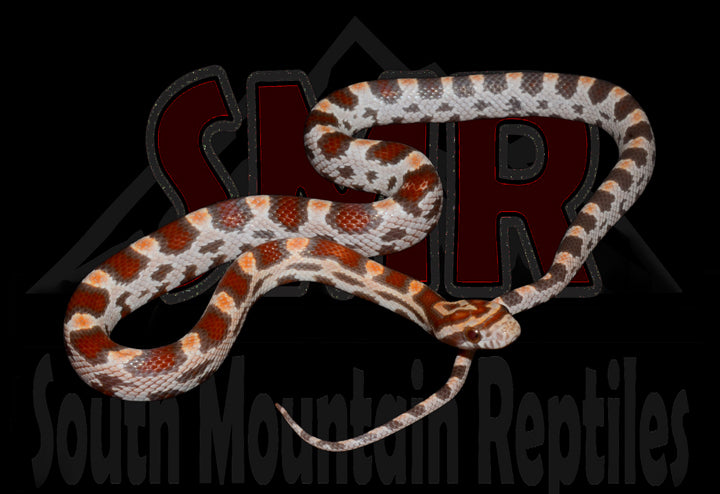 Ultramel 20" Male for sale by South Mountain Reptiles