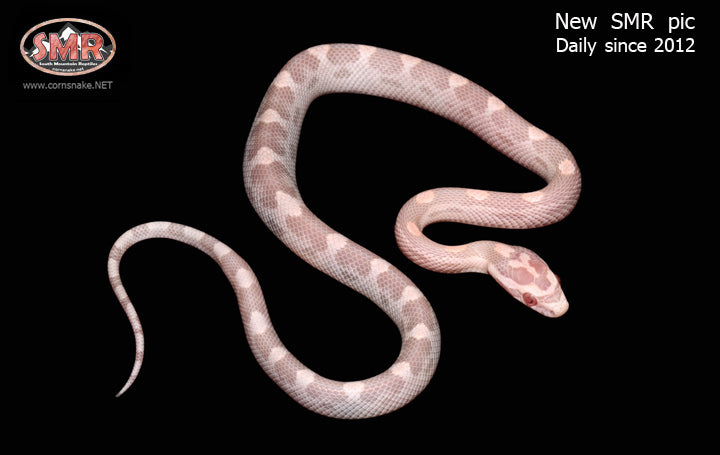 12" Male Salmon Snow Motley for sale by South Mountain Reptiles