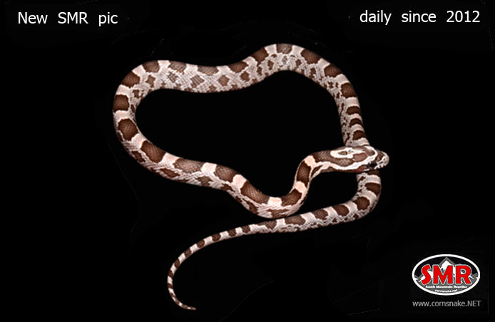 11" Female Coral Ghost Corn Snake for sale by South Mountain Reptiles