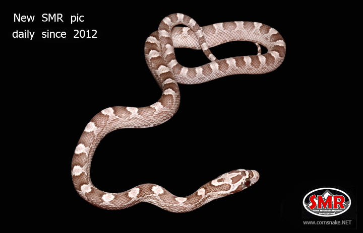 Strawberry Granite 12" Female for sale by South Mountain Reptiles