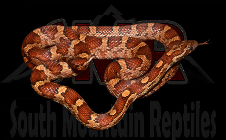 Pos-het Cornsnake 26" Female for sale by South Mountain Reptiles