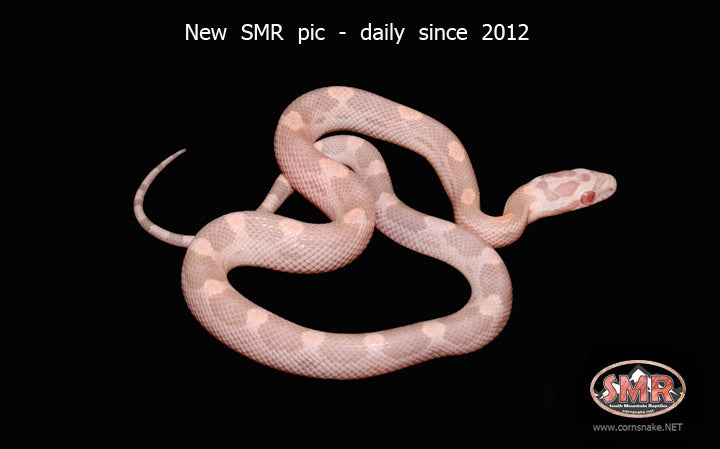 12" Male Salmon Snow Motley for sale by South Mountain Reptiles