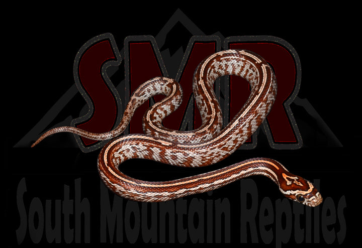 Tessera 12" Female for sale by South Mountain Reptiles