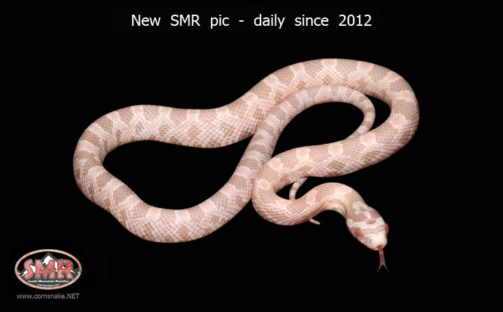 13" Male Coral Snow for sale by South Mountain Reptiles