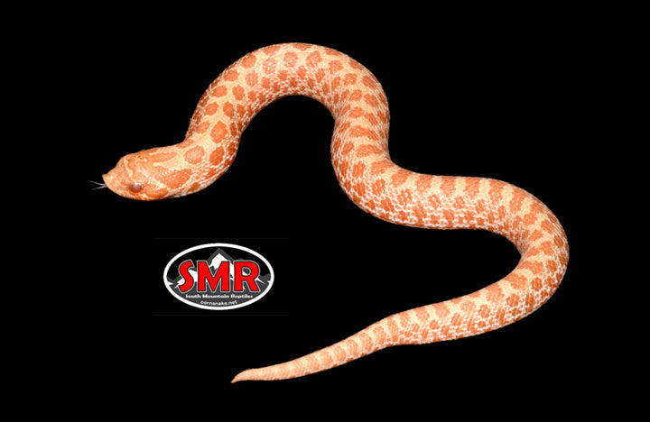 Albino Western Hognose 5" Male for sale by South Mountain Reptiles