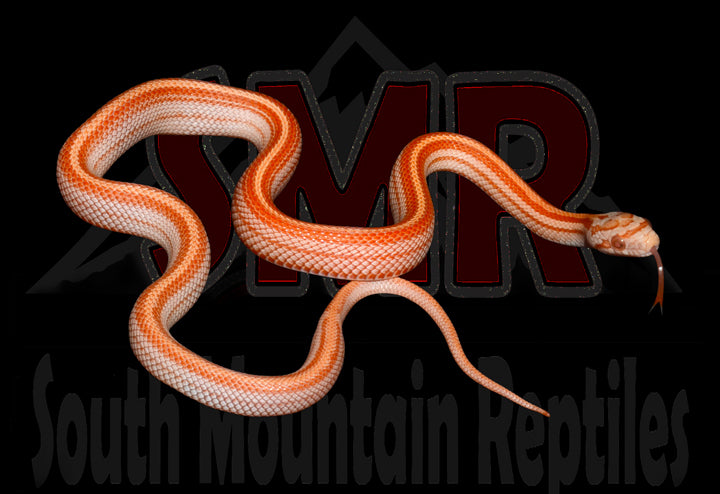 Amel Tessera 24" Female for sale by South Mountain Reptiles