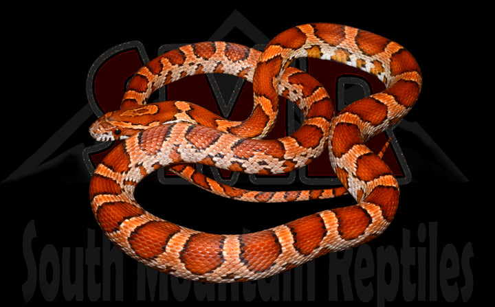 Het Palmetto 25" Female for sale by South Mountain Reptiles