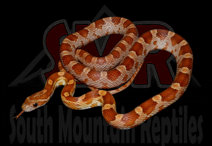 Key Corn 22" Male for sale by South Mountain Reptiles