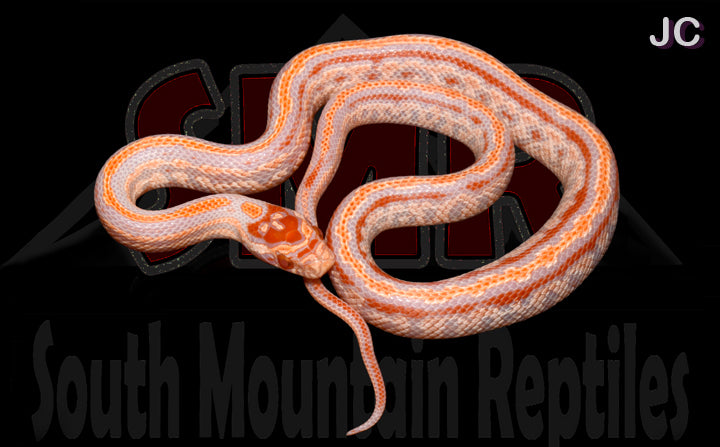 Extreme Reverse Okeetee Tessera for sale by South Mountain Reptiles