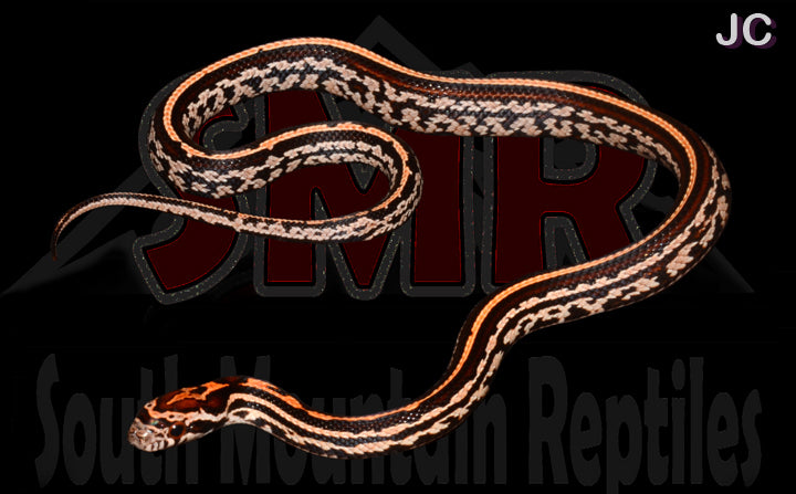 Extreme Okeetee Tessera for sale by South Mountain Reptiles