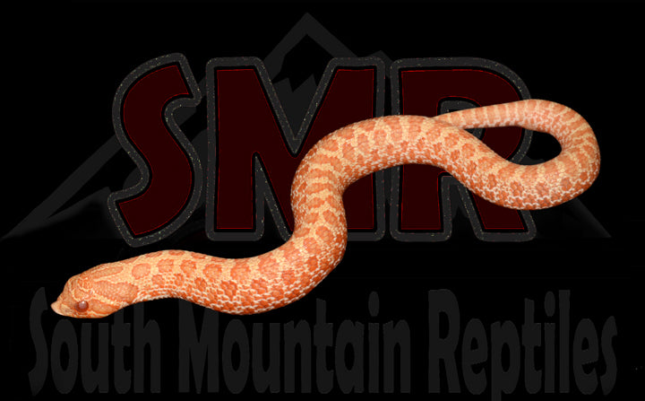 Albino Western Hognose 5" Male for sale by South Mountain Reptiles