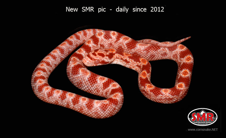 Strawberry Fire Corn Snake 12" Female for sale by South Mountain Reptiles