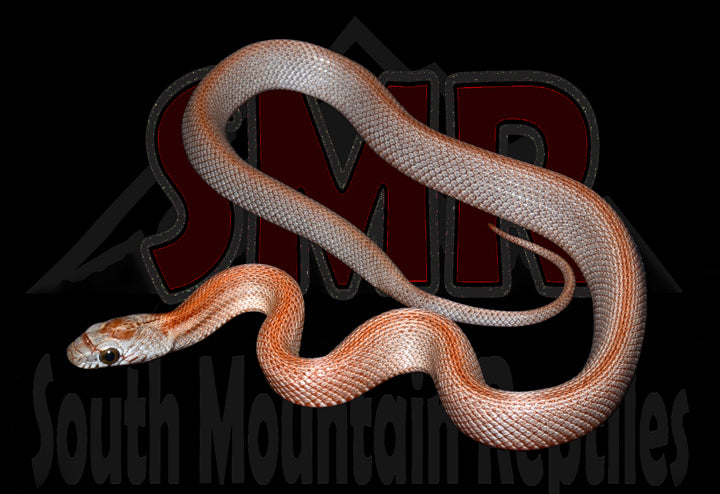 Striped Tessera 12" Female for sale by South Mountain Reptiles