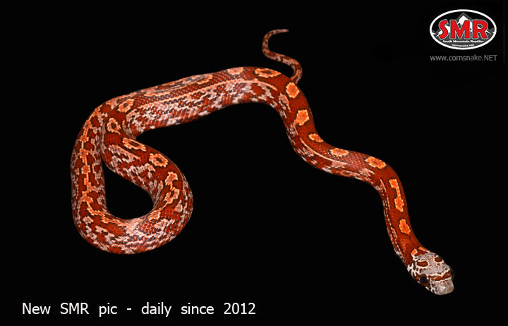 12" female Sukissed Bloodred Tessera for sale by South Mountain Reptiles