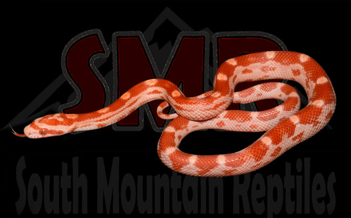 Amel Motley 12" Female for sale by South Mountain Reptiles