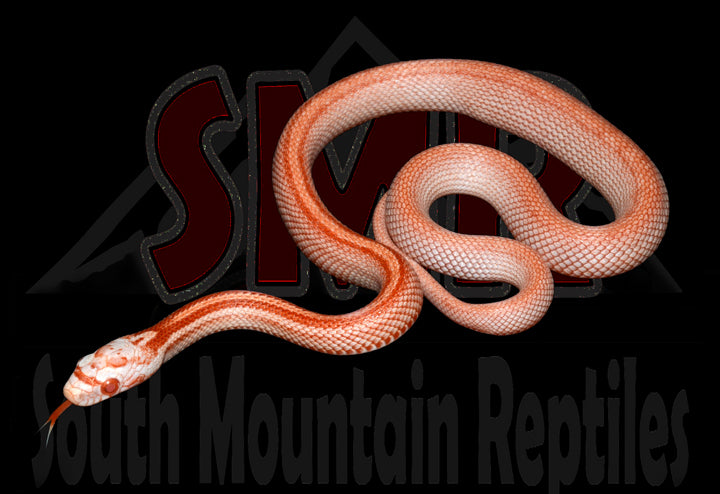 Striped Amel 14" Male for sale by South Mountain Reptiles