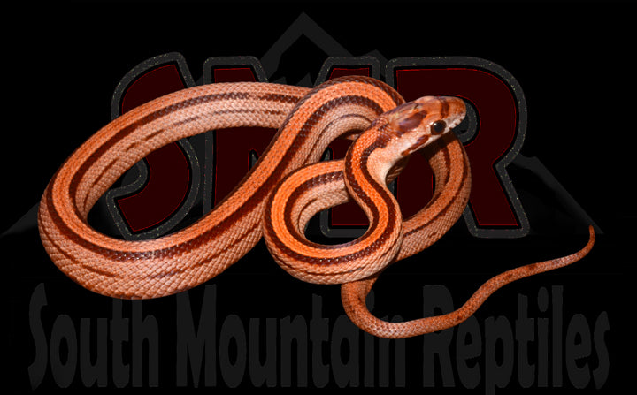 Striped Red Factor 12" Female for sale by South Mountain Reptiles