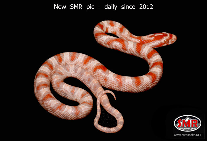 12" male High-white Reverse Okeetee for sale by South Mountain Reptiles