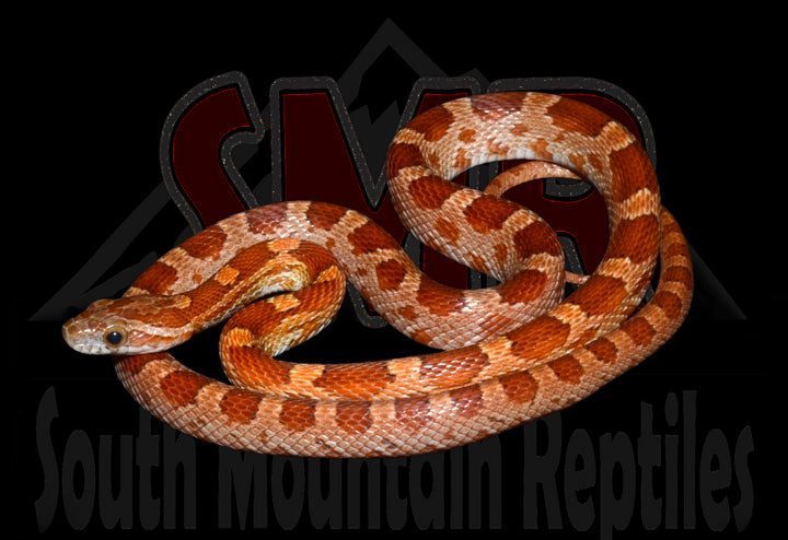 Key Corn 31" Male for sale by South Mountain Reptiles