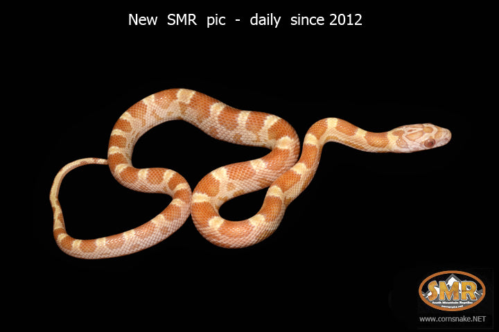 12" female Saffron Motley for sale by South Mountain Reptiles