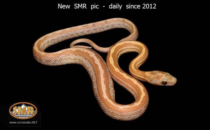 12" male Topaz Tessera for sale by South Mountain Reptiles
