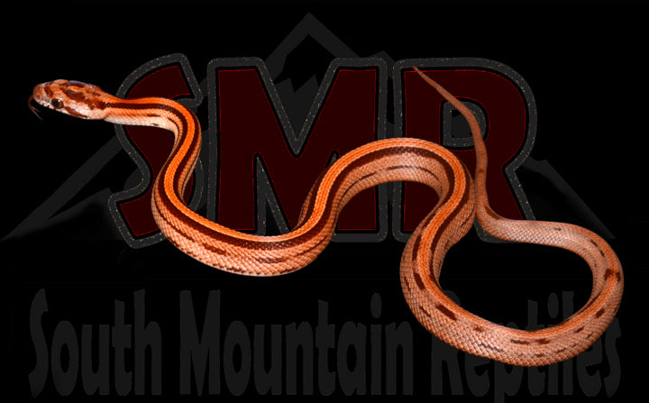 Striped Red Factor 13" Male for sale by South Mountain Reptiles