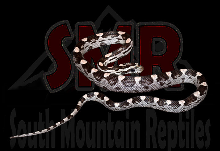Anery Motley 13" Female for sale by South Mountain Reptiles