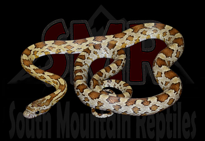 Caramel 20" Female for sale by South Mountain Reptiles