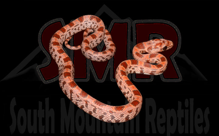Hypo Sunkissed Okeetee 12" Male for sale by South Mountain Reptiles