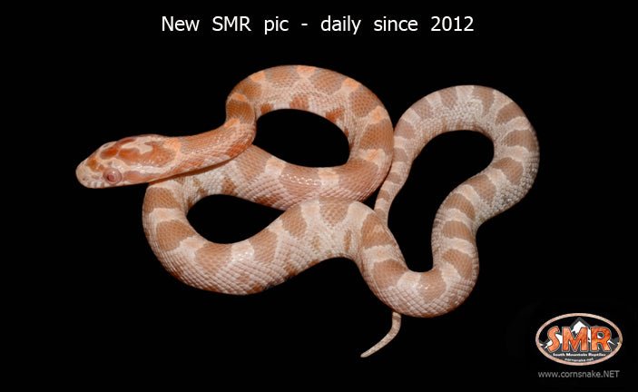 11" Mandarin Cornsnake for sale by South Mountain Reptiles