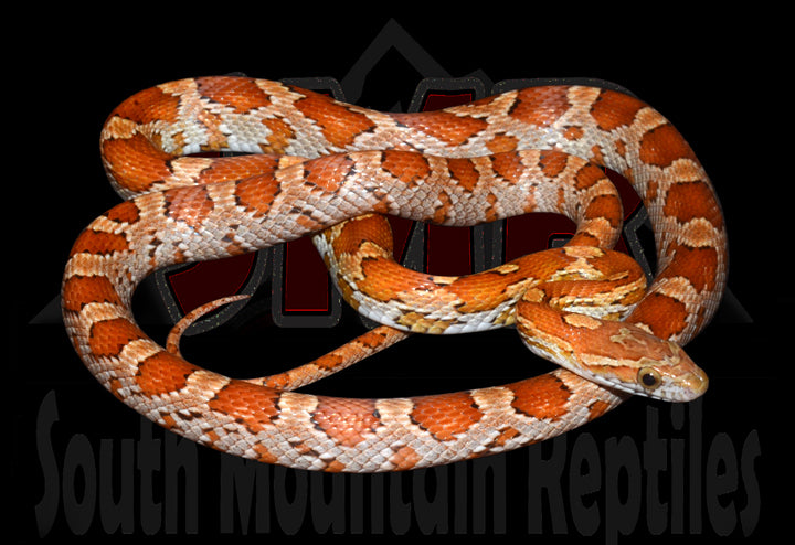 Key Corn 27" Female for sale by South Mountain Reptiles