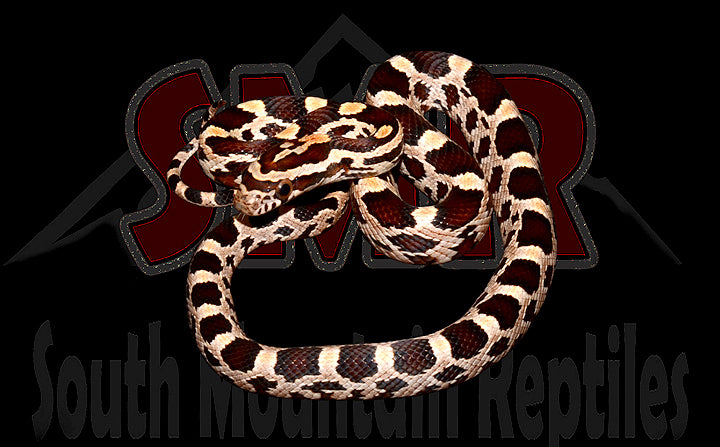 Extreme Okeetee 13" Male for sale by South Mountain Reptiles