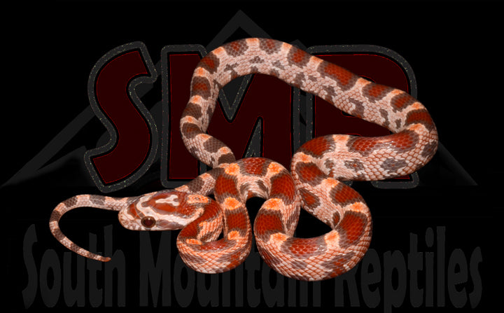 Ultramel Okeetee 12" Male for sale by South Mountain Reptiles