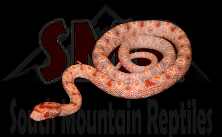 EXTREME Fluorescent Amel 12" Male for sale by South Mountain Reptiles