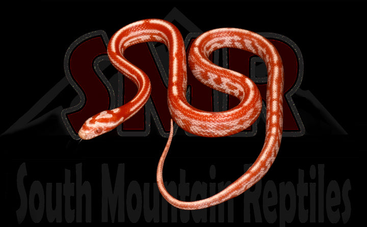 Candy Cane Tessera 13" Male for sale by South Mountain Reptiles