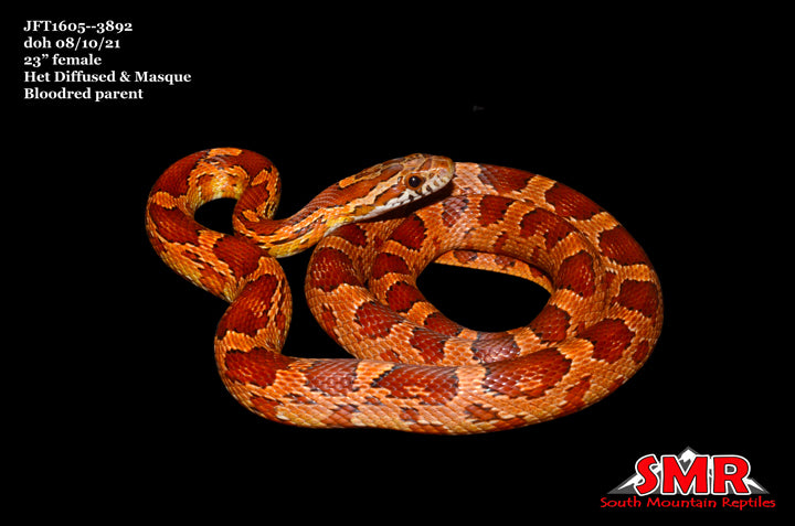 Het Corn snake 23" female for sale by South Mountain Reptiles