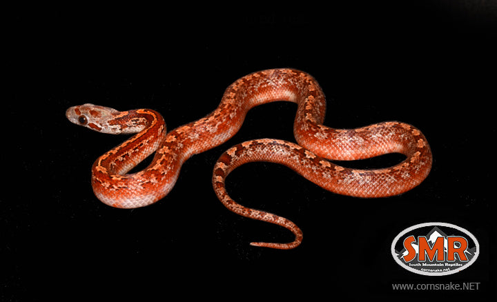 12" Female Pied-sided Bloodred Tessera for sale by South Mountain Reptiles