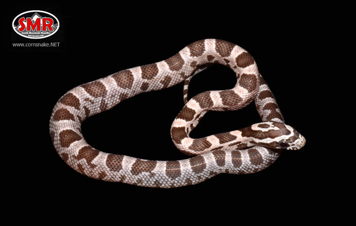 11" Female Coral Ghost Corn Snake for sale by South Mountain Reptiles
