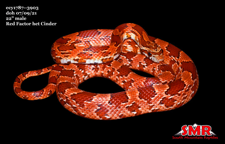 Red Factor 22" Male for sale by South Mountain Reptiles