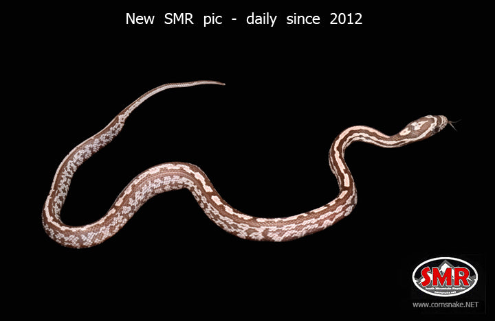11" Female Coral Ghost Tessera Corn Snake for sale by South Mountain Reptiles