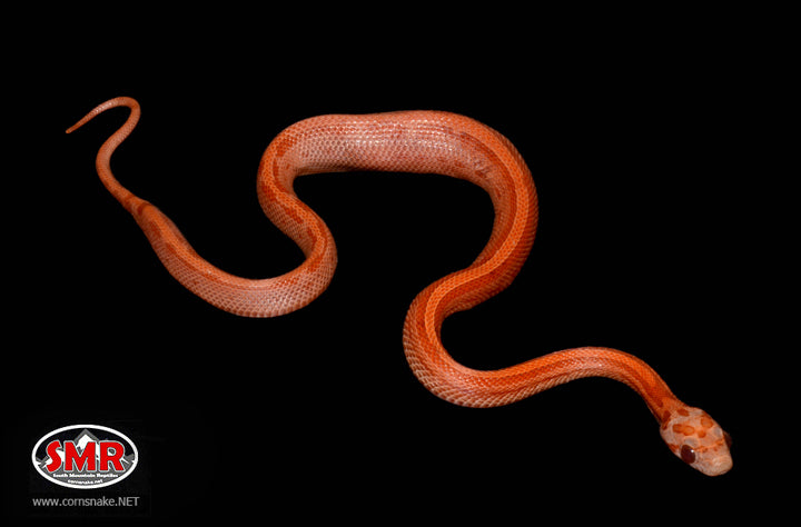 Lava Motley Corn Snake 10" Male for sale by South Mountain Reptiles