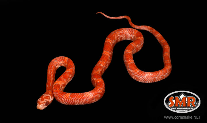 11" male Sunkissed Lava for sale by South Mountain Reptiles