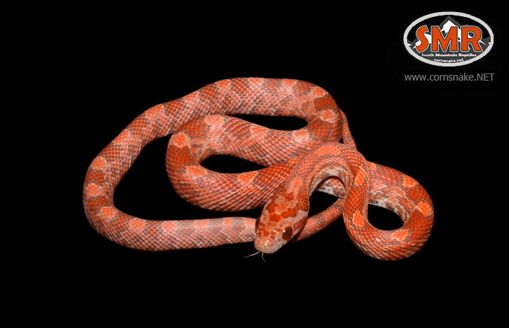 12" MALE Red Coat Lava for sale by South Mountain Reptiles