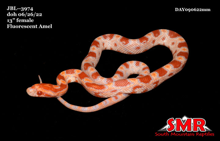 Fluorescent Amel 13" Female for sale by South Mountain Reptiles