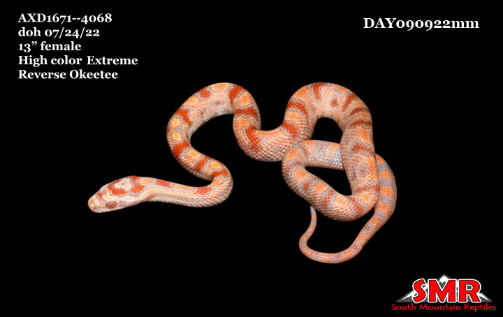 eXtreme Reverse Okeetee 13" female for sale by South Mountain Reptiles