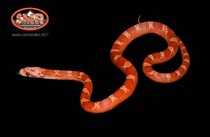 13" female Hypo Pied-sided Bloodred for sale by South Mountain Reptiles