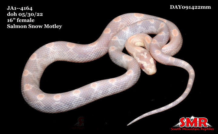 Salmon Snow Motley 16" Female for sale by South Mountain Reptiles