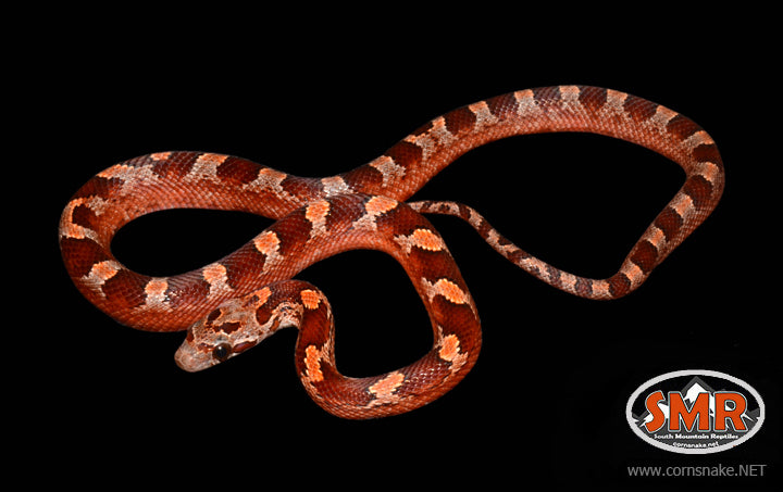 12" female Pied-sided Bloodred for sale by South Mountain Reptiles