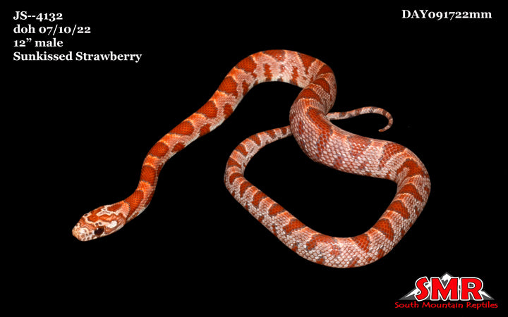 Sunkissed Strawberry 12" Male for sale by South Mountain Reptiles