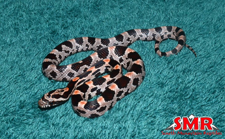 Extreme Okeetee 12" male for sale by South Mountain Reptiles